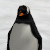 Gentoo Penguin