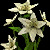 White Asiatic Lilly